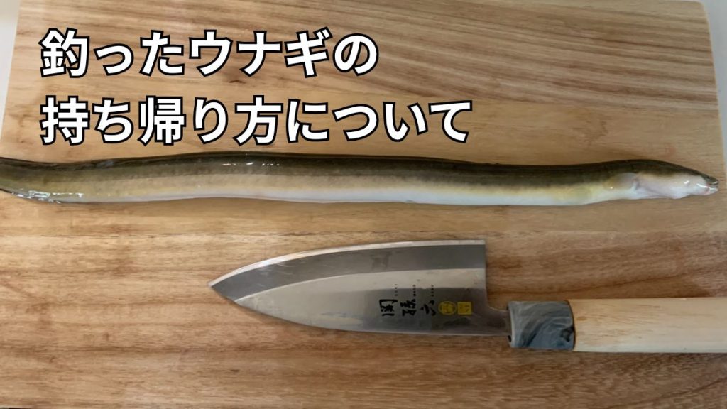 釣ったウナギを逃がさず持ち帰る方法のアイキャッチ