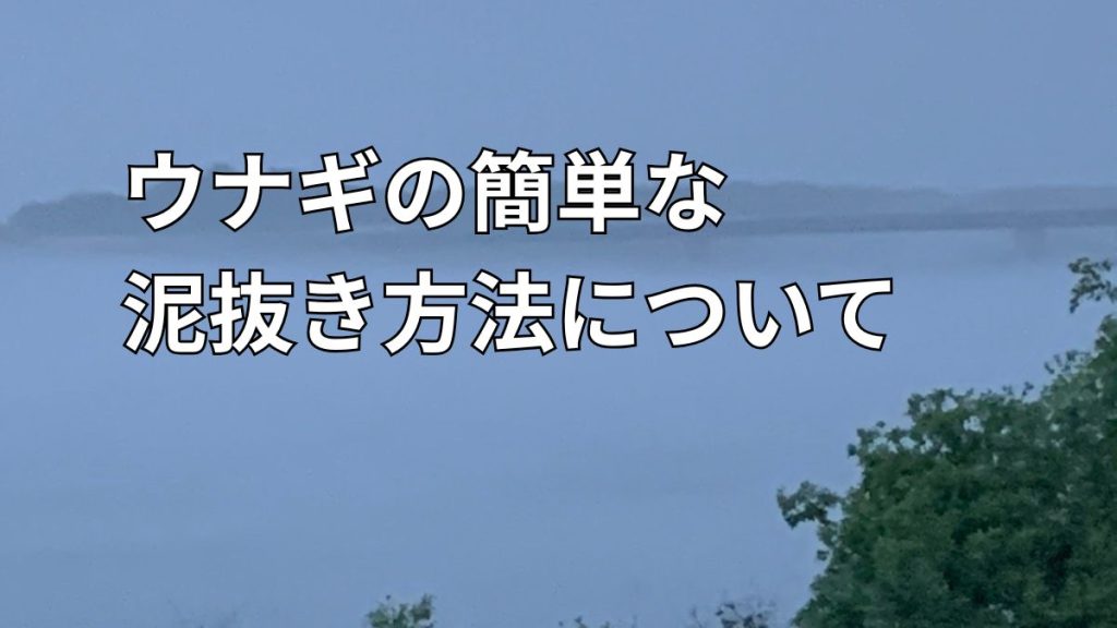 天然ウナギの泥抜き方法と管理方法のアイキャッチ