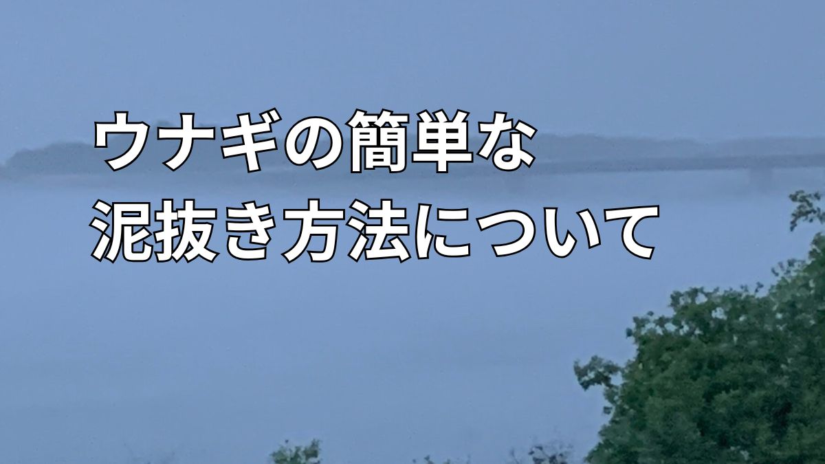天然ウナギの泥抜き方法と管理方法のアイキャッチ